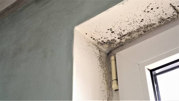 Reliable Belhaven, NC Mold Removal Solutions