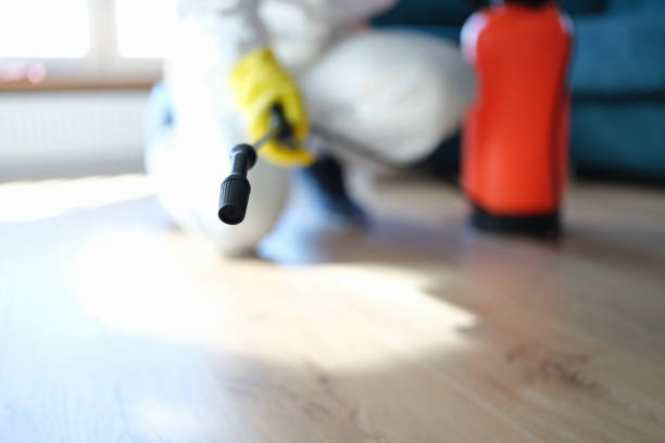 Best Attic Mold Removal  in Belhaven, NC